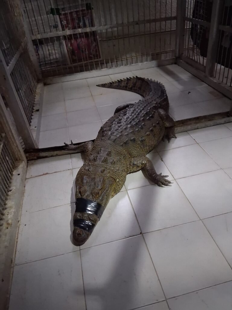 Reubican a 99 ejemplares de cocodrilo que salieron de su hábitat a zonas urbanas 1
