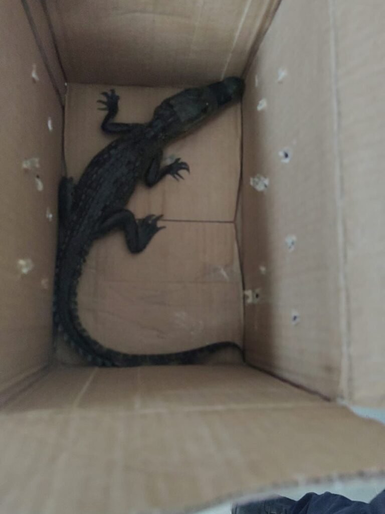 Reubican a 99 ejemplares de cocodrilo que salieron de su hábitat a zonas urbanas 3